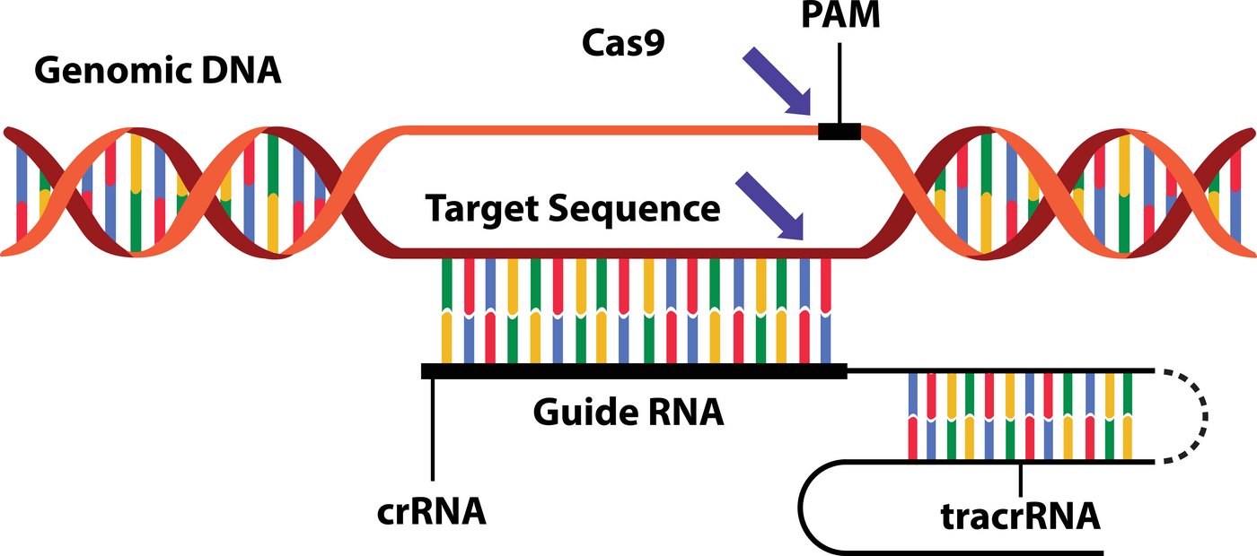 CRISPR-Cas visualization