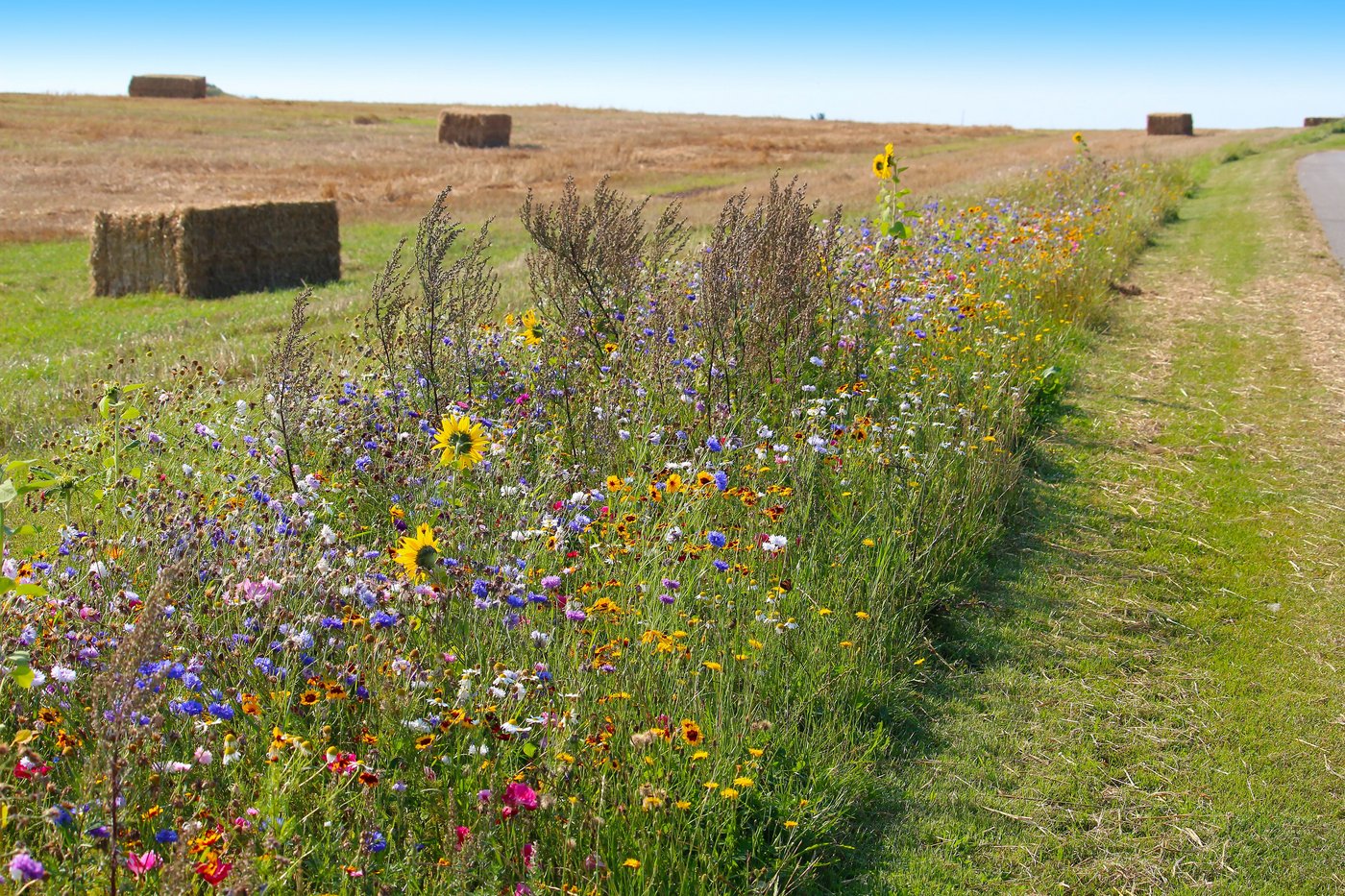 Feld mit Wildblumenstreifen