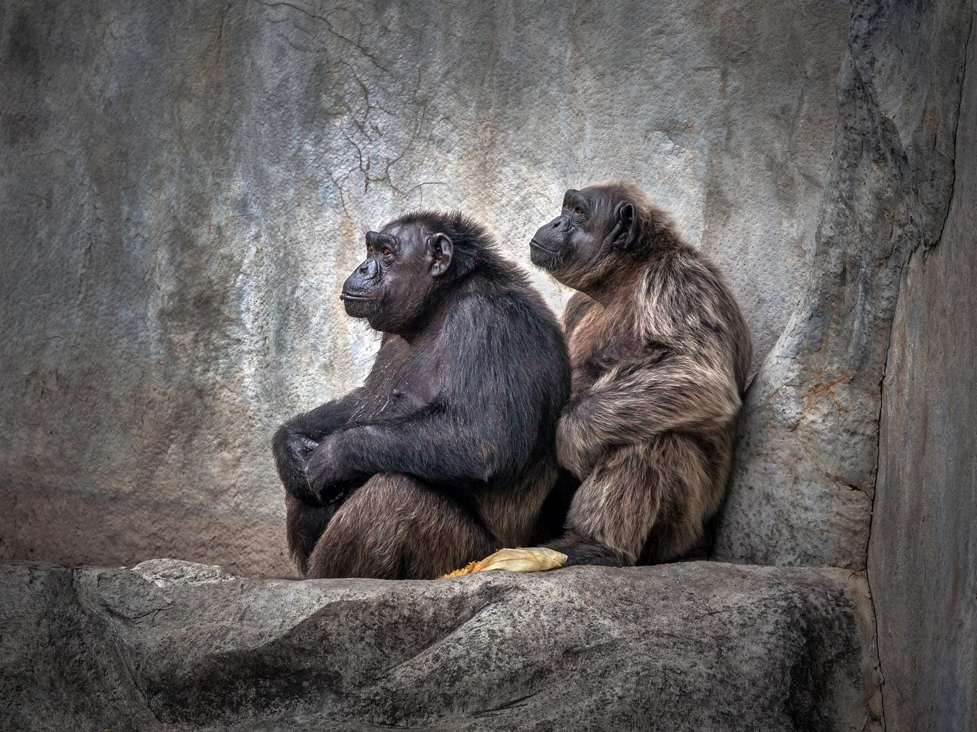 Chimpansen die sich wärmen