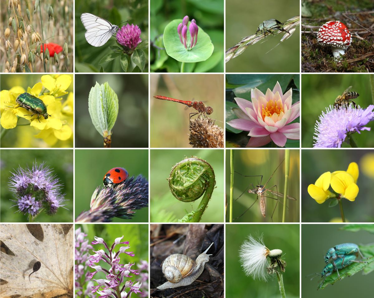 Biodiversität