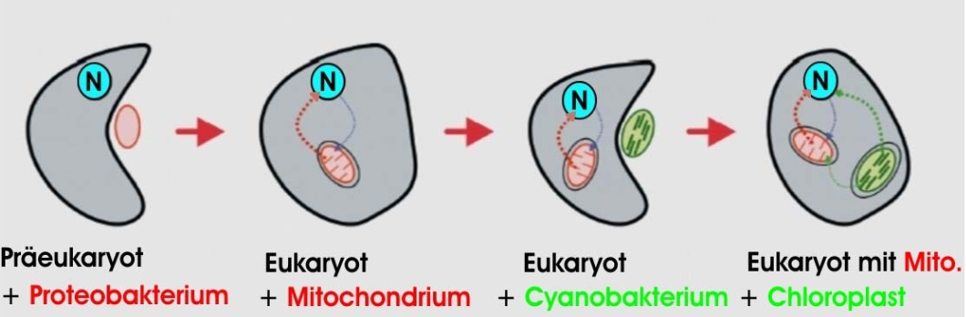 Evolution der Euzyte