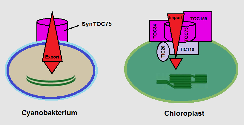 Toc- und Tic-Proteine