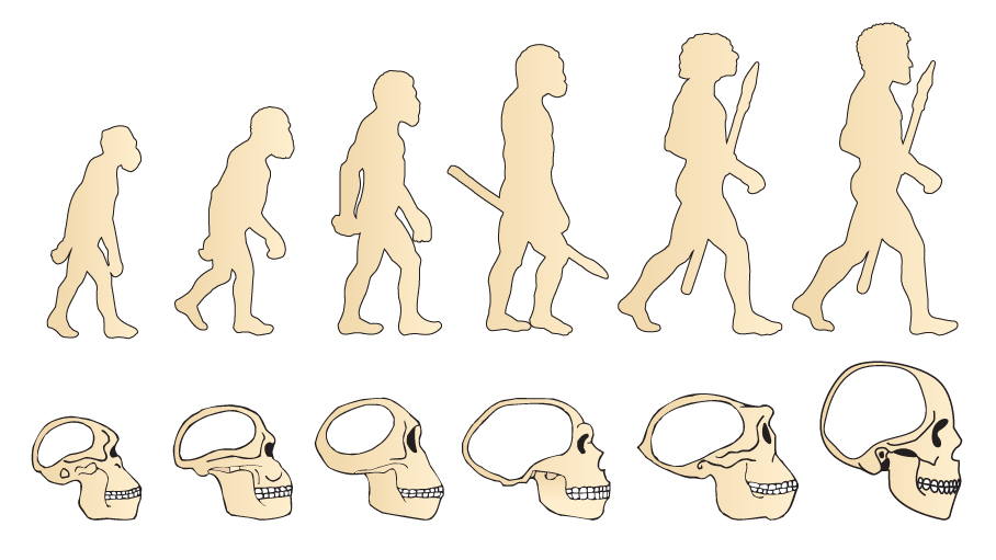Evolution Of The Skull. Human Skull. Australopithecus. Homo Erectus. Neanderthalensis. Homo Sapiens. Vector Collection. Illustration On White Background. Darwin'S Theory. The History Of Mankind